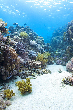 Coral reef scene close to the ocean surface, Ras Mohammed National Park, off Sharm el Sheikh, Sinai Red Sea, Egypt, North Africa, Africa