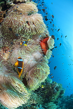 Colony of agnificent anemone (Heteractis magnifica), Ras Mohammed National Park, off Sharm el Sheikh, Sinai, Egypt, Red Sea, Egypt, North Africa, Africa