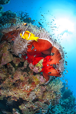 Magnificent anemone (Heteractis magnifica), Ras Mohammed National Park, off Sharm el Sheikh, Sinai, Egypt, Red Sea, Egypt, North Africa, Africa