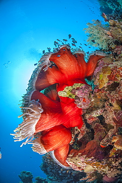 Magnificent anemone (Heteractis magnifica), Ras Mohammed National Park, off Sharm el Sheikh, Sinai, Egypt, Red Sea, Egypt, North Africa, Africa