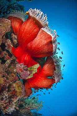 Magnificent anemone (Heteractis magnifica), Ras Mohammed National Park, off Sharm el Sheikh, Sinai, Egypt, Red Sea, Egypt, North Africa, Africa