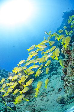 Medium shoal or school of blue striped snapper (Lutjanus kasmira) close to coral reef, Naama Bay, off Sharm el Sheikh, Sinai, Egypt, Red Sea, Egypt, North Africa, Africa