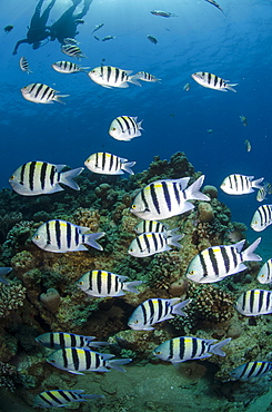 Shoal or school of sergeant major fish, (Abudefduf vaigiensis), Naama Bay, off Sharm el Sheikh, Sinai, Egypt, Red Sea, Egypt, North Africa, Africa