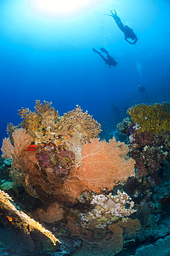 Silhouette of two scuba divers above coral reef, Ras Mohammed National Park, Red Sea, Egypt, North Africa, Africa 