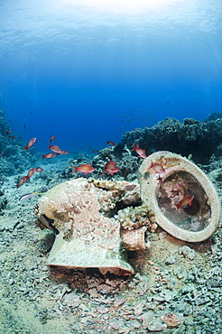 Collection of toilet bowls from shipwreck scattered on seabed, Ras Mohammed National Park, Red Sea, Egypt, North Africa, Africa 