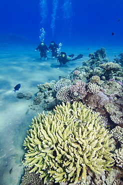 Coral reef and three scuba divers, Naama Bay, Sharm el-Shiekh, Red Sea, Egypt, North Africa, Africa