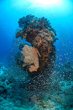 Coral reef scene, shoal of glassfish (Arapriacanthus ransonneti), Ras Mohammed National Park, Sharm el-Sheikh, Red Sea, Egypt, North Africa, Africa 