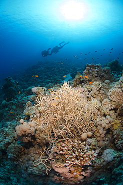 Silhouette of two scuba divers above coral reef scene, Ras Mohammed National Park, Sharm el-Sheikh, Red Sea, Egypt, North Africa, Africa 