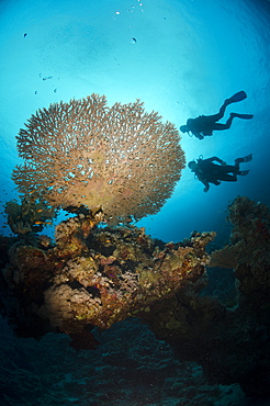 Silhouette of two scuba divers above Table coral, Ras Mohammed National Park, Sharm el-Sheikh, Red Sea, Egypt, North Africa, Africa 