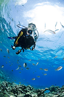 One scuba diver diving in shallow water, surrounded by fish, Ras Mohammed National Park, Red Sea, Egypt, North Africa, Africa