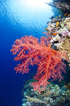 Pink soft coral, Ras Mohammed National Park, Sharm el-Sheikh, Red Sea, Egypt, North Africa, Africa 