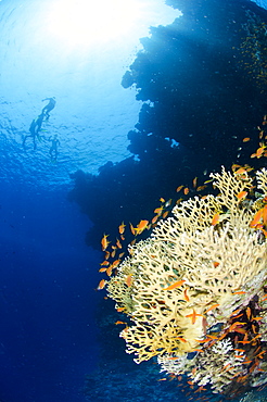 Coral reef scene, Ras Mohammed National Park, Sharm el-Sheikh, Red Sea, Egypt, North Africa, Africa 