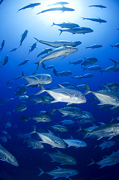 Giant trevally (Caranx ignobilis) shoal schooling, Ras Mohammed National Park, Red Sea, Egypt, North Africa, Africa 