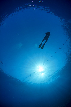 Silhouette of one scuba diver and sunball underwater, fish eye view, Egypt, North Africa, Africa 