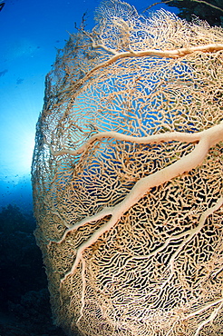 Giant sea fan (Gorgonian fan coral) (Annella mollis), Ras Mohammed National Park, Red Sea, Egypt, North Africa, Africa 