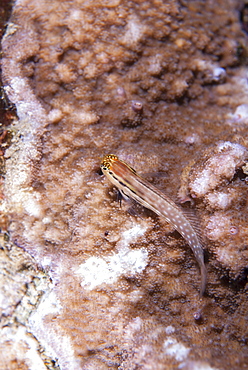 Dentex blenny (Red Sea combtooth blenny) (ecsenius dentex), Naama Bay, off Sharm el-Sheikh, Sinai, Red Sea, Egypt, North Africa, Africa 