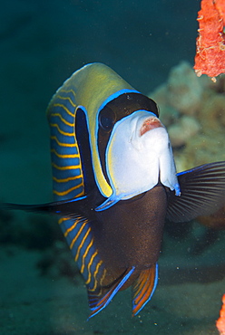 Emperor angelfish  (Pomacanthus imperator), Naama Bay, off Sharm el-Sheikh, Sinai, Red Sea, Egypt, North Africa, Africa 