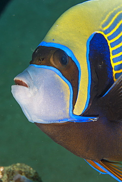 Emperor angelfish  (Pomacanthus imperator) close-up, Naama Bay, off Sharm el-Sheikh, Sinai, Red Sea, Egypt, North Africa, Africa 