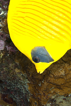 Masked butterfly fish (Chaetodon semilarvatus) close-up, Naama Bay, off Sharm el-Sheikh, Sinai, Red Sea, Egypt, North Africa, Africa 