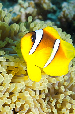 Red sea anemone fish (Amphiprion bicinctus) and magnificent anemone, (Heteractis magnifica), Ras Mohammed National Park, off Sharm el-Sheikh, Sinai, Red Sea, Egypt, North Africa, Africa 