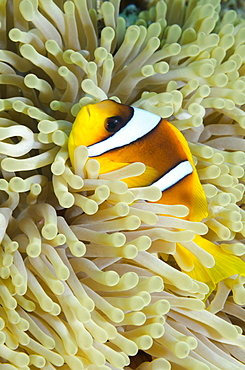 Red sea anemone fish (Amphiprion bicinctus) and magnificent anemone, (Heteractis magnifica), Ras Mohammed National Park, off Sharm el-Sheikh, Sinai, Red Sea, Egypt, North Africa, Africa 