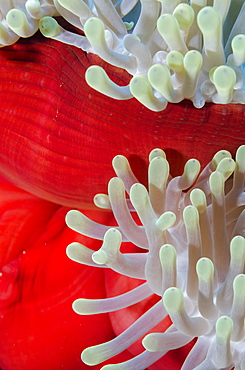 Close-up of mantle of magnificent anemone (Heteractis magnifica), Ras Mohammed National Park, off Sharm el-Sheikh, Sinai, Red Sea, Egypt, North Africa, Africa 