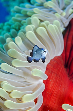 Three-spot damsel fish (Dascyllus trimaculatus), magnificent anemone (Heteractis magnifica) close-up, Ras Mohammed National Park, off Sharm el-Sheikh, Sinai, Red Sea, Egypt, North Africa, Africa 