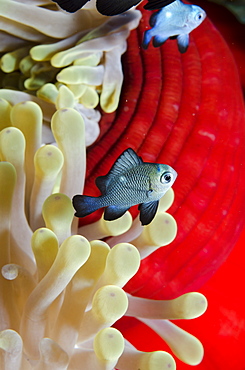 Three-spot damsel fish (Dascyllus trimaculatus), magnificent anemone (Heteractis magnifica) close-up, Ras Mohammed National Park, off Sharm el-Sheikh, Sinai, Red Sea, Egypt, North Africa, Africa 