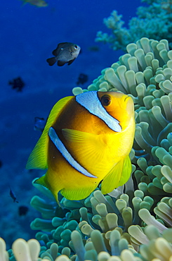 Red sea anemone fish (Amphiprion bicinctus) and magnificent anemone (Heteractis magnifica), Ras Mohammed National Park, off Sharm el-Sheikh, Sinai, Red Sea, Egypt, North Africa, Africa 