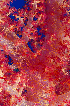 Macro shot of stem and branches of pink soft broccoli coral (Dendronephthya hemprichi), Ras Mohammed National Park, off Sharm el-Sheikh, Sinai, Red Sea, Egypt, North Africa, Africa 