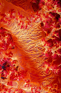 Macro shot of stem and branches of orange soft broccoli coral (Dendronephthya hemprichi), Ras Mohammed National Park, off Sharm el-Sheikh, Sinai, Red Sea, Egypt, North Africa, Africa 