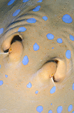 Bluespotted Stingray (taeniura lymma) close-up top view, Naama Bay, off Sharm el-Sheikh, Sinai, Red Sea, Egypt, North Africa, Africa 