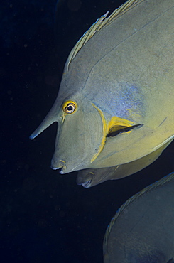 Bluespine unicorn fish (Naso unicornis) close-up, Ras Mohammed National Park, off Sharm el-Sheikh, Sinai, Red Sea, Egypt, North Africa, Africa 