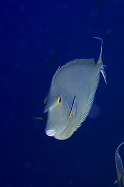 Bluespine unicorn fish (Naso unicornis) close-up, Ras Mohammed National Park, off Sharm el-Sheikh, Sinai, Red Sea, Egypt, North Africa, Africa 