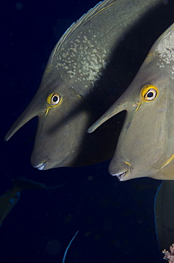 Bluespine unicorn fish (Naso unicornis) close-up, Ras Mohammed National Park, off Sharm el-Sheikh, Sinai, Red Sea, Egypt, North Africa, Africa 