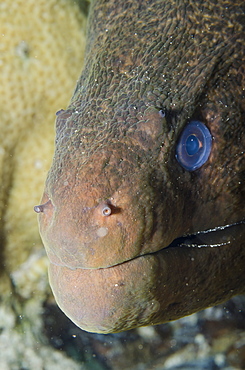 Close-up of the head of a giant moray (Gymnothorax javanicus), Ras Mohammed National Park, off Sharm el-Sheikh, Sinai, Red Sea, Egypt, North Africa, Africa 