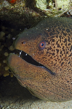 Giant moray (Gymnothorax javanicus), close-up of head, Ras Mohammed National Park, off Sharm el-Sheikh, Sinai, Egypt, Red Sea, Egypt, North Africa, Africa 