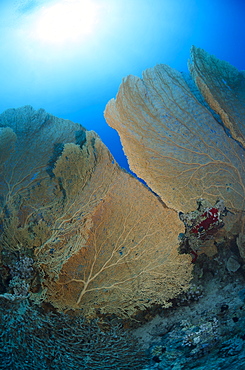 Giant sea fan coral (Gorgonian fan coral) (Annella mollis), Ras Mohammed National Park, off Sharm el-Sheikh, Sinai, Red Sea, Egypt, North Africa, Africa 