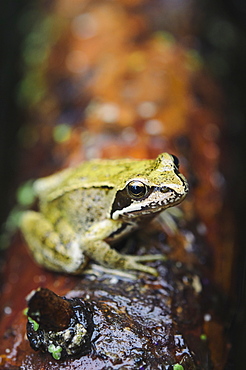 Close-up of a European common frog (Rana temporaria) sitting on a log, North Brabant, The Netherlands, Europe 