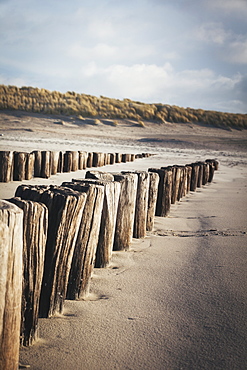 Wooden groynes on a sandy beach, leading to sand dunes, Domburg, Zeeland, The Netherlands, Europe 