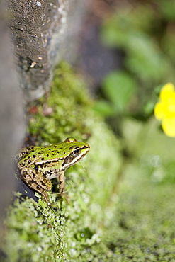 Close-up of European common frog (Rana temporaria), North Brabant, The Netherlands, (Holland), Europe. 