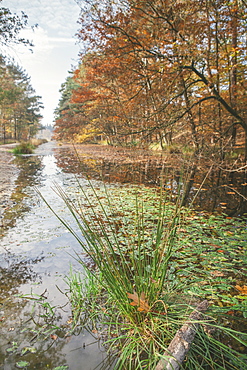 Canal running through the Mastbos forest in autumn, Breda, North Brabant, The Netherlands (Holland), Europe 