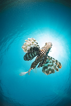 Common lionfish (Pterois miles) from below, back-lit by the sun, Naama Bay, Sharm El Sheikh, Red Sea, Egypt, North Africa, Africa