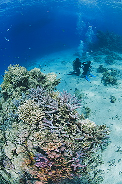 Scuba diver and instructor performing skills next to coral, Sharm El Sheikh, Red Sea, Egypt, North Africa, Africa