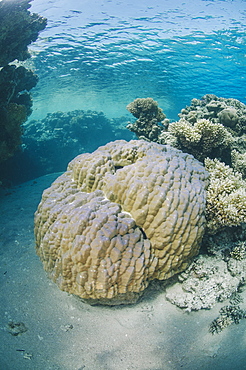 Mountain coral (porites lutea), Ras Mohammed National Park, Sharm El Sheikh, Red Sea, Egypt, North Africa, Africa