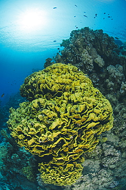 Tropical coral reef scene with a leafy cup coral (salad coral) (Turbinaria reniformi), Ras Mohammed National Park, off Sharm el Sheikh, Sinai, Egypt, Red Sea, Egypt, North Africa, Africa