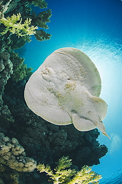 Leopard torpedo ray (Electric ray) (Torpedo panthera), underside view, back-lit by the sun, Ras Mohammed National Park, Sharm El Sheikh, Red Sea, Egypt, North Africa, Africa