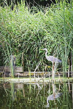 Grey heron (Ardea cinerea) by waters edge, Rotter-meren, Rotterdam, The Netherlands (Holland), Europe