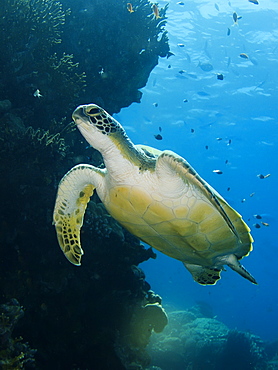 Green turtle (Chelonia mydas). Species Endangered. Marsa Shagra, Marsa Alaam, Red Sea, Egypt