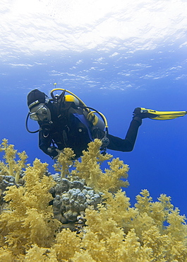 Diver observing Soft corals. Shark and Yolanda, Sharm El Sheikh, South Sinai, Red Sea, Egypt.